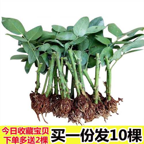 138元0棵玫瑰花苗盆栽树四季