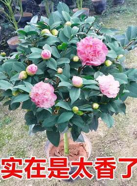 山茶花树盆栽香妃【浓型】