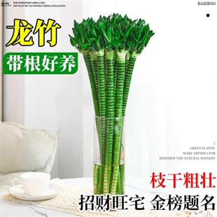 富贵竹水培植物带根文昌竹龙竹观音竹转运竹水养客厅室内盆栽绿植