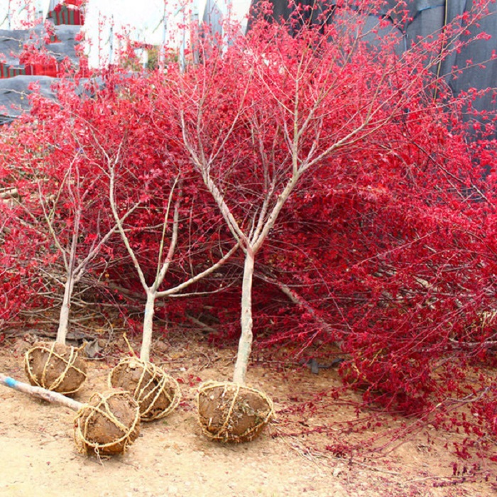 庭院别墅中国红枫树苗彩色