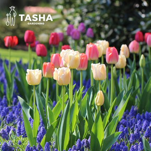 塔莎的花园郁金香种球5度球自然球进口重瓣盆栽土水培粉紫白阳台