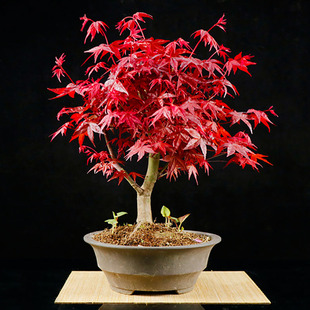 日本红枫红舞姬老桩盆景四季 红枫盆景红枫树苗客厅室内盆栽绿植物
