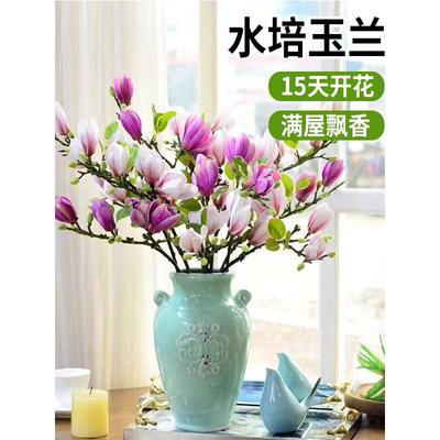 水培花卉绿植白玉兰室内物