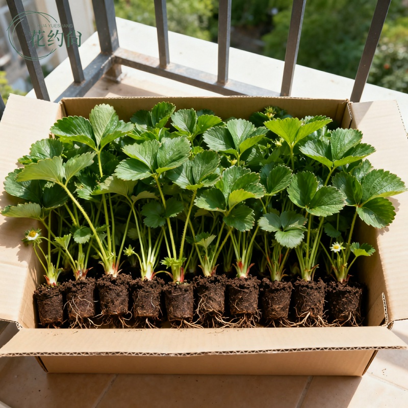 四季草莓苗奶油红颜秧大棚