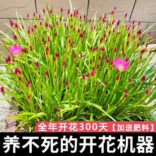 清香型重瓣风雨兰种球庭院阳台盆栽花卉植物好养易活韭兰