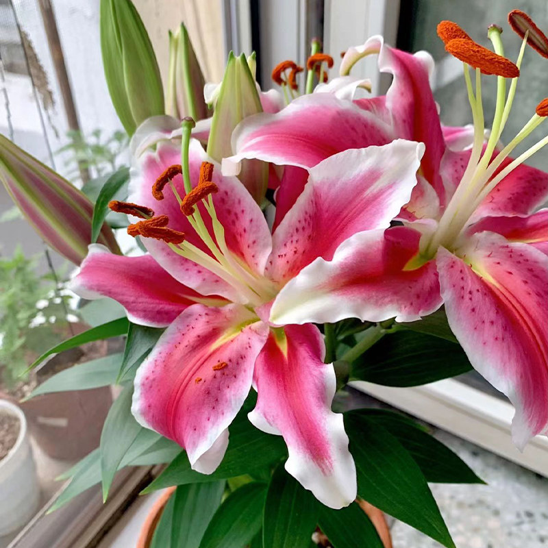 东方香水系百合种球室内亚洲otla四季盆栽球根苗花卉植物花种子,鲜花速递/花卉仿真/绿植园艺,时令草本花卉,淘宝优惠券,粉丝福利购,淘宝优惠卷