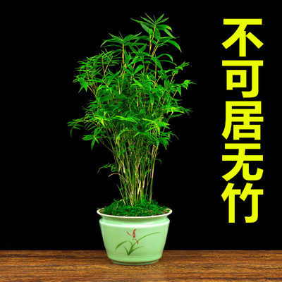 丛生凤尾竹盆栽庭院观赏植物