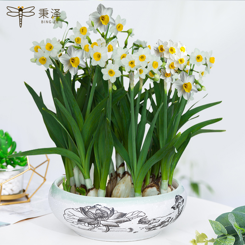 漳州水仙花种球培植物盆栽