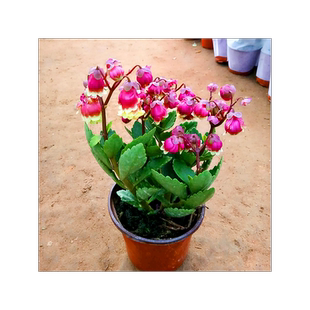 蔓生吊钟海棠盆栽宫灯长寿花苗带花苞灯笼花倒挂金钟室内垂吊花卉