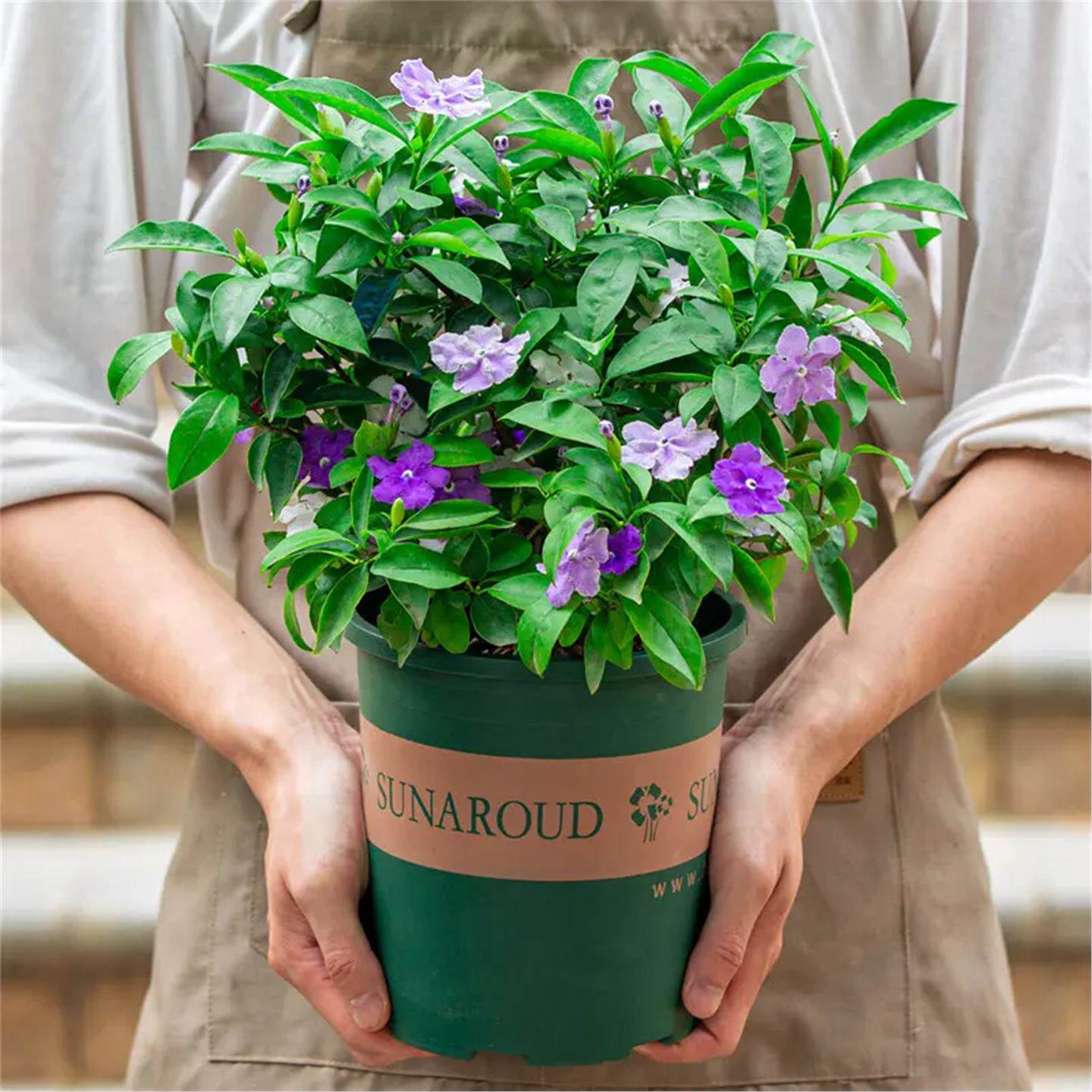 双色茉莉花盆栽室外阳台四季开花不断好养植物带花香老桩大盆花卉