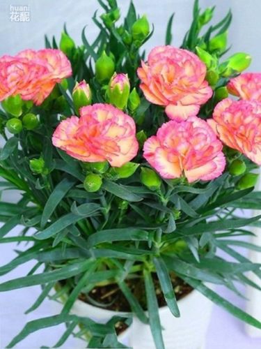 康乃馨盆栽花苗带苞室内阳台