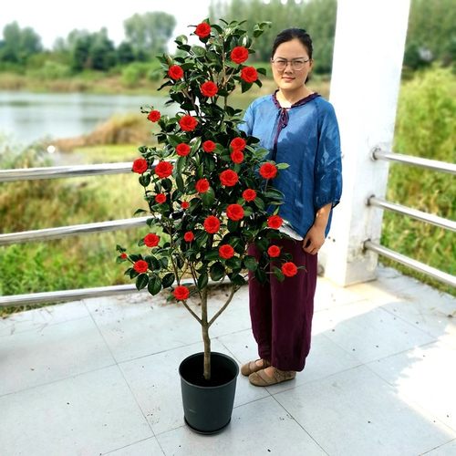 四季香妃耐冬山茶花树苗红