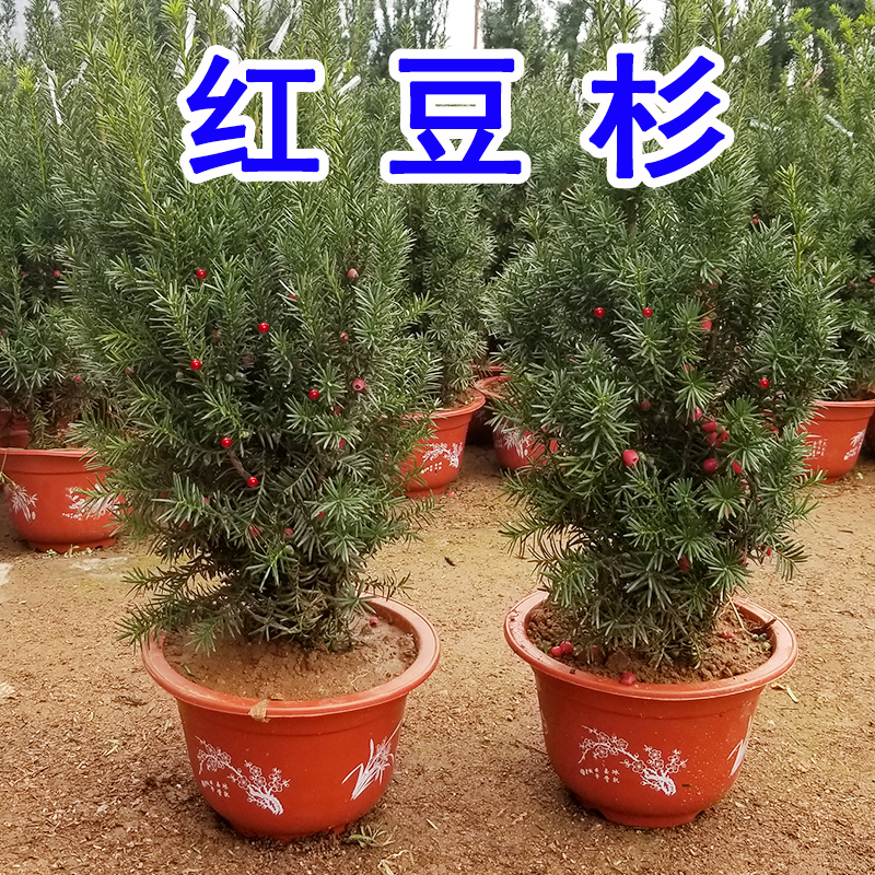 红豆杉盆栽景植物室内树苗