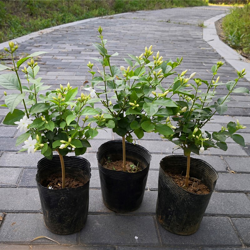 笔尖茉莉单瓣茉莉花盆栽阳台室内植物独杆花苗茉莉浓香型夏秋开花