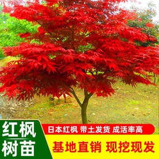 红庭院别墅绿化正宗名贵耐寒耐旱绿化北方种植物盆栽 红枫树苗四季