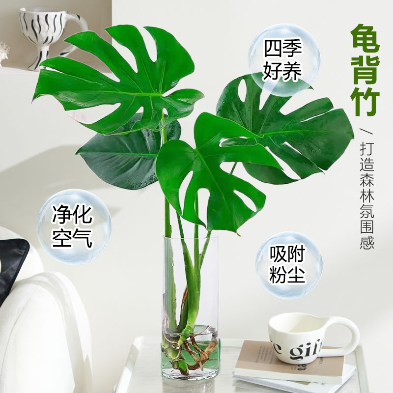 水培植物龟背竹盆栽老桩净化