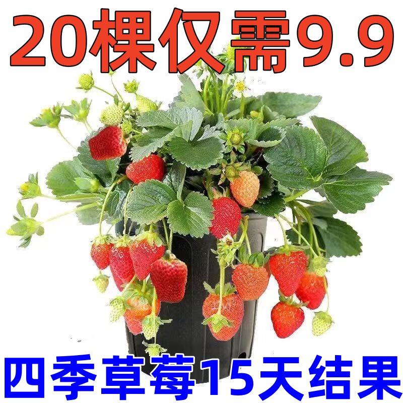 【15天结果】奶油草莓苗秧