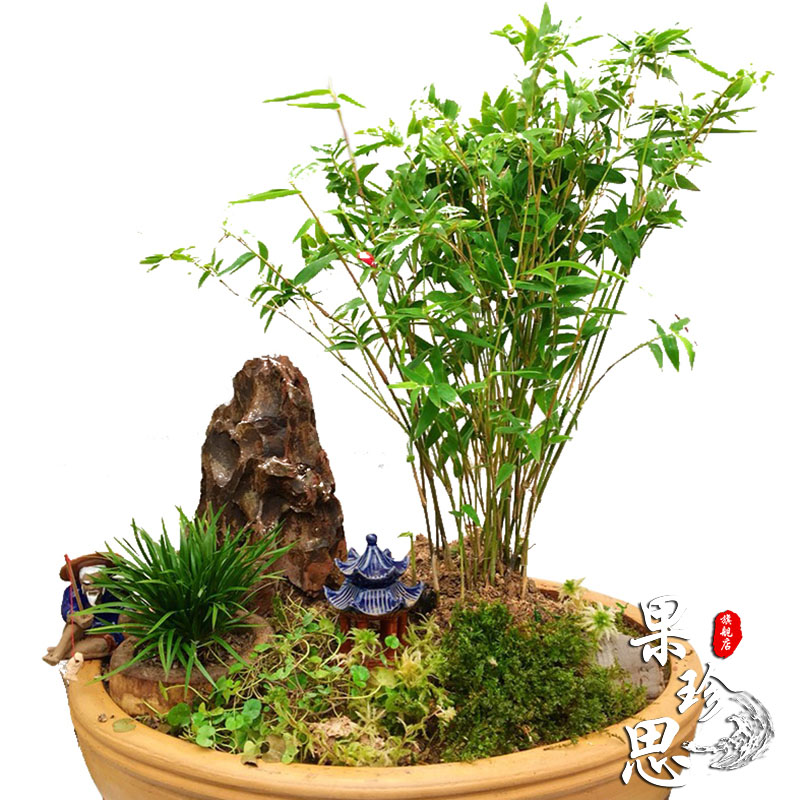 丛生凤尾竹大盆栽子庭院观赏