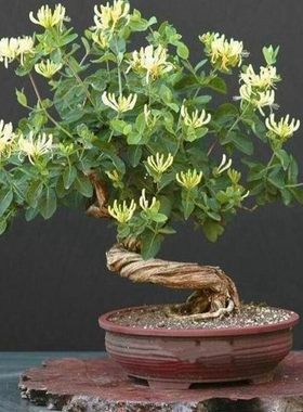 年苗金银花室内盆栽树桩