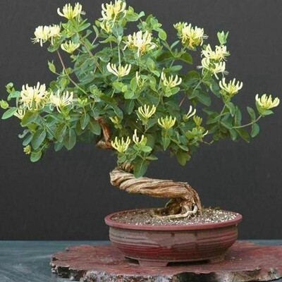 年苗金银花室内盆栽树桩