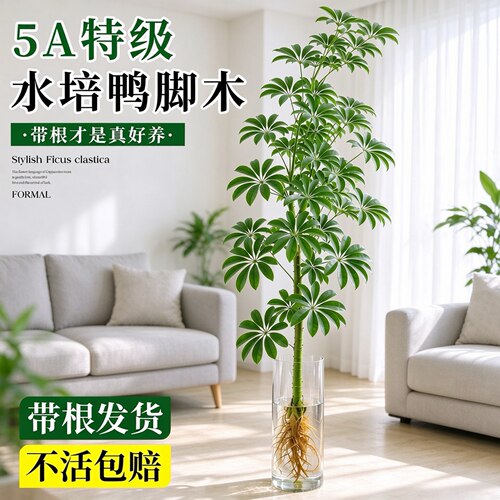 水培带根鸭脚木室内客厅桌面水养绿植八方来财招财七叶莲四季常青