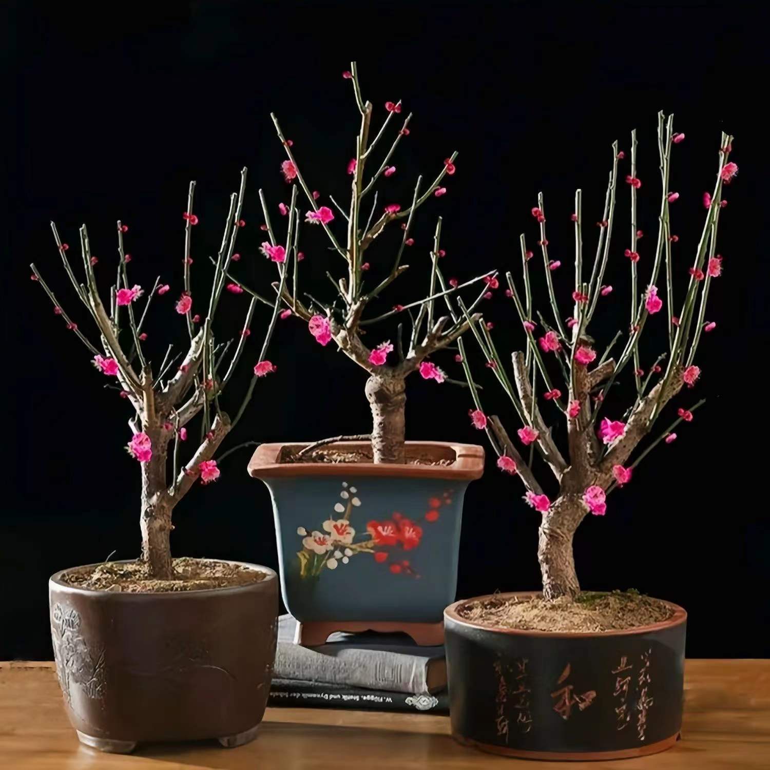 原生骨里红梅花老桩盆栽地