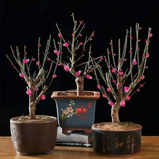 原生骨里红梅花老桩盆栽地栽南北树苗耐寒浓香型庭院室内花卉绿梅