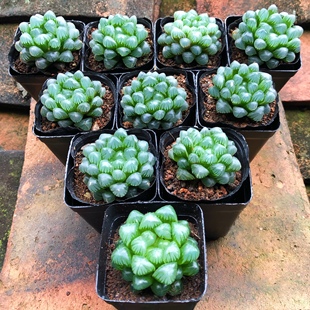 【带盆发货】姬玉露十二卷多肉植物新手好养套餐绿植冰灯玉露