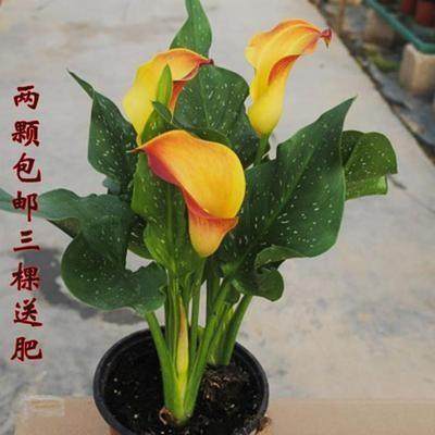 四季马蹄莲盆栽带花植物室内花苗多
