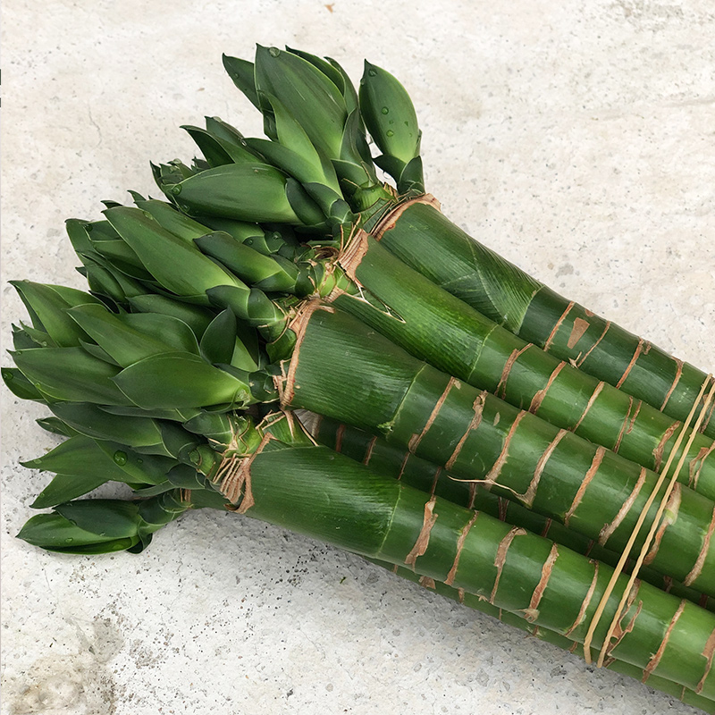 龙竹带根富贵植物水养培粗杆