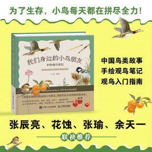 著 我们身边 丫丫鱼 手绘观鸟笔记 科普读物 小鸟朋友
