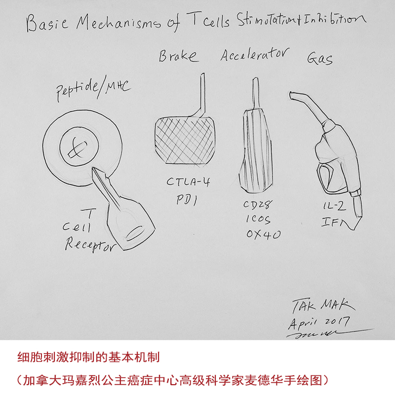 自愈之路 开创癌症免疫疗法的科学家们 新知126 尼尔·卡纳万 著 社会科学 书籍/杂志/报纸 肿瘤学 原图主图