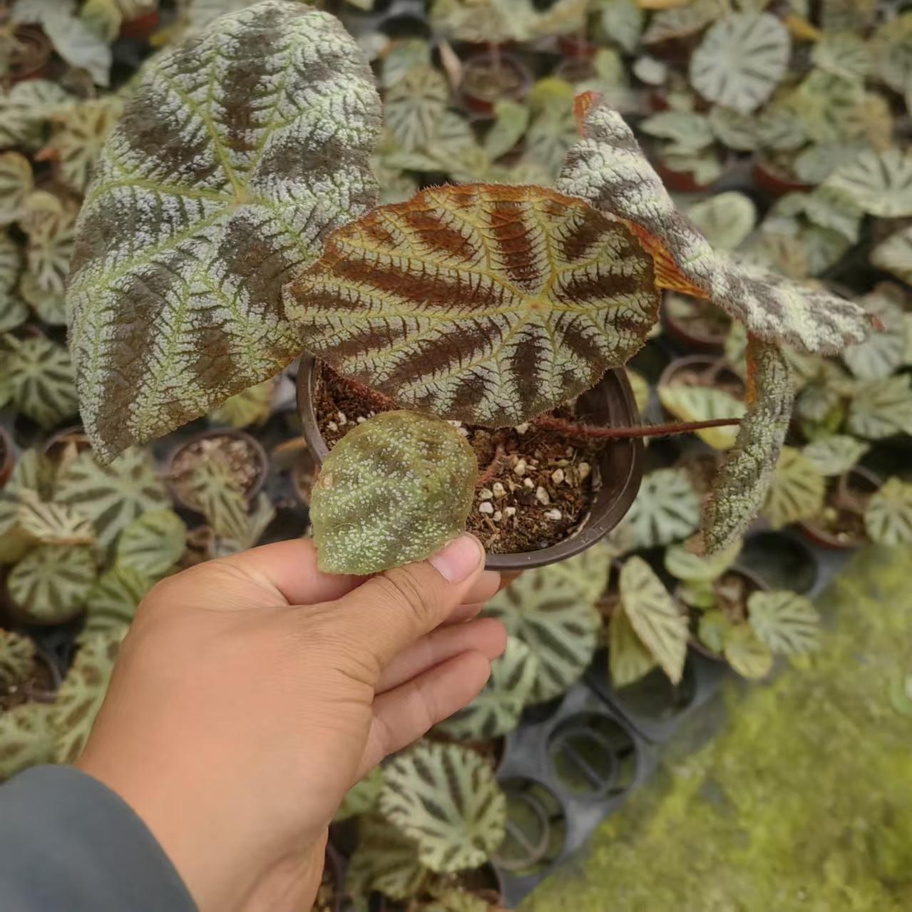 白珠王秋海棠蟆叶室内网红盆栽丝型福寿植物鸟观叶赏花盆栽花卉