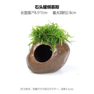 水族箱造景迷你植物陶罐鱼缸净水水培鼠鱼古创意全套鱼生态造景物