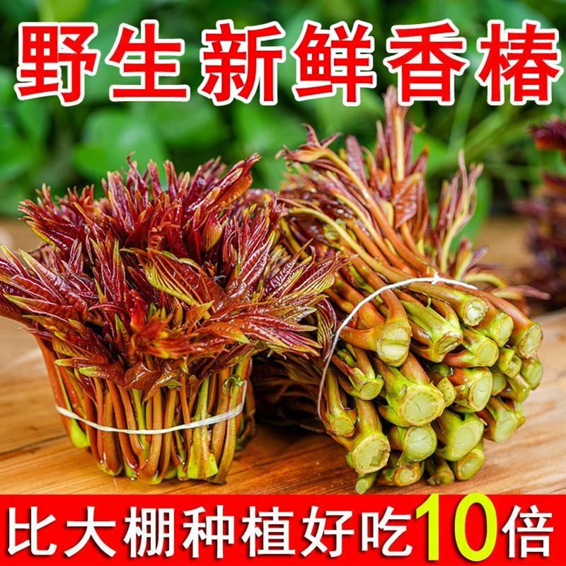2026香椿芽新鲜蔬菜当季野菜高山现摘椿芽菜野生嫩芽香椿贵州特产