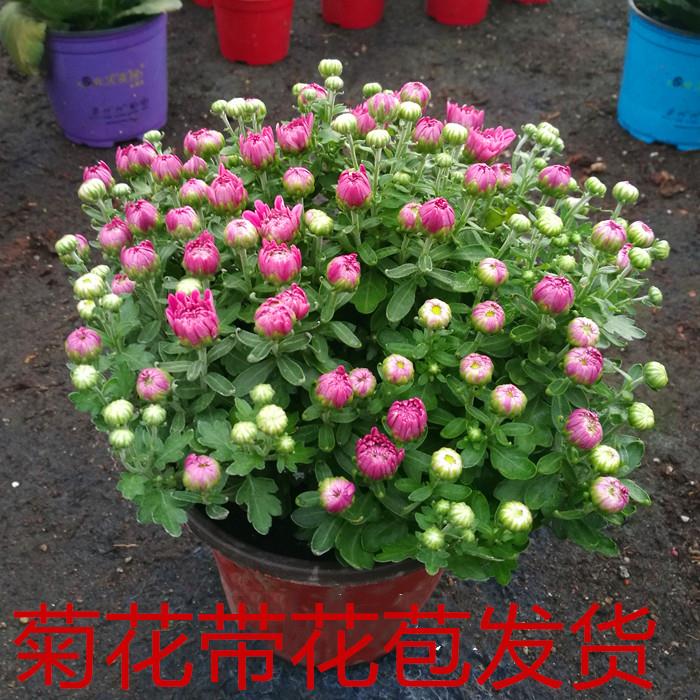 大菊花盆栽雏菊荷兰菊四季千头菊带花苞开花植物阳台庭院花卉包邮
