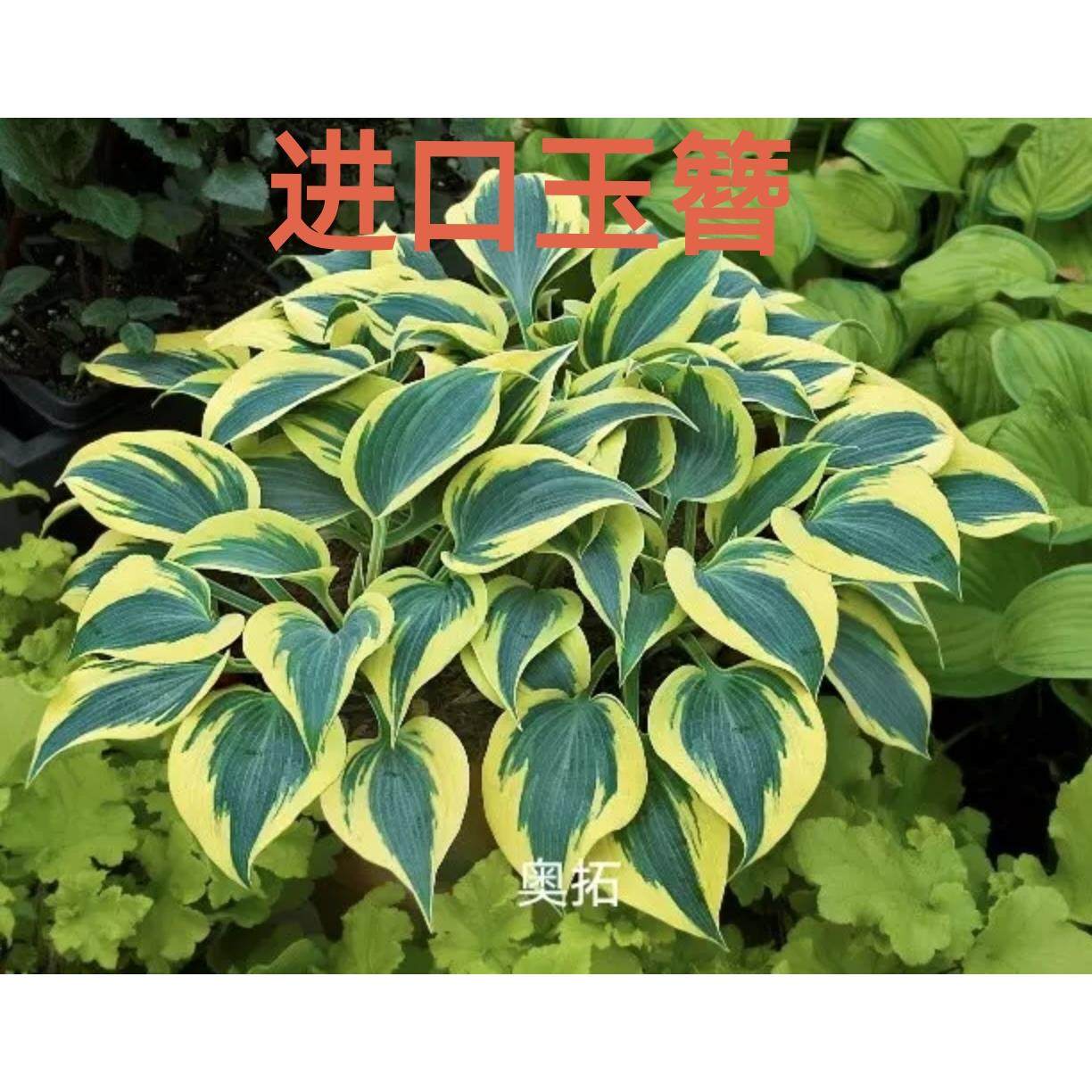 进口玉簪多年生宿根花园庭院阳台耐荫植物盆栽时令草本花卉包邮