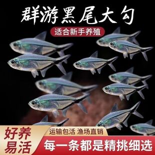 黑尾大勾观赏鱼小型群游鱼热带鱼草缸观赏鱼淡水好养包活黑尾灯鱼