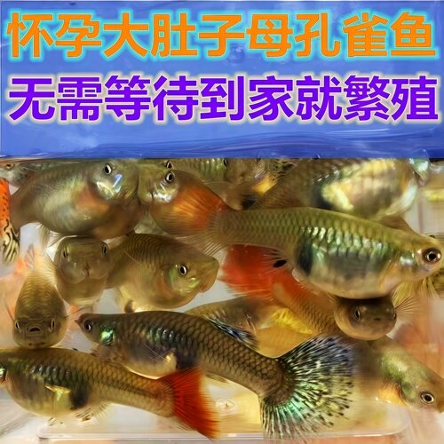 孔雀鱼鱼苗观赏鱼热带鱼热带小型淡水好养耐活孕母凤尾小鱼杂袍鱼