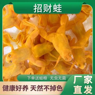 招财蛙小金蛙金蛙专用粮五彩青蛙宠物龙鱼饲料小蛤蟆活饲料招财蛙