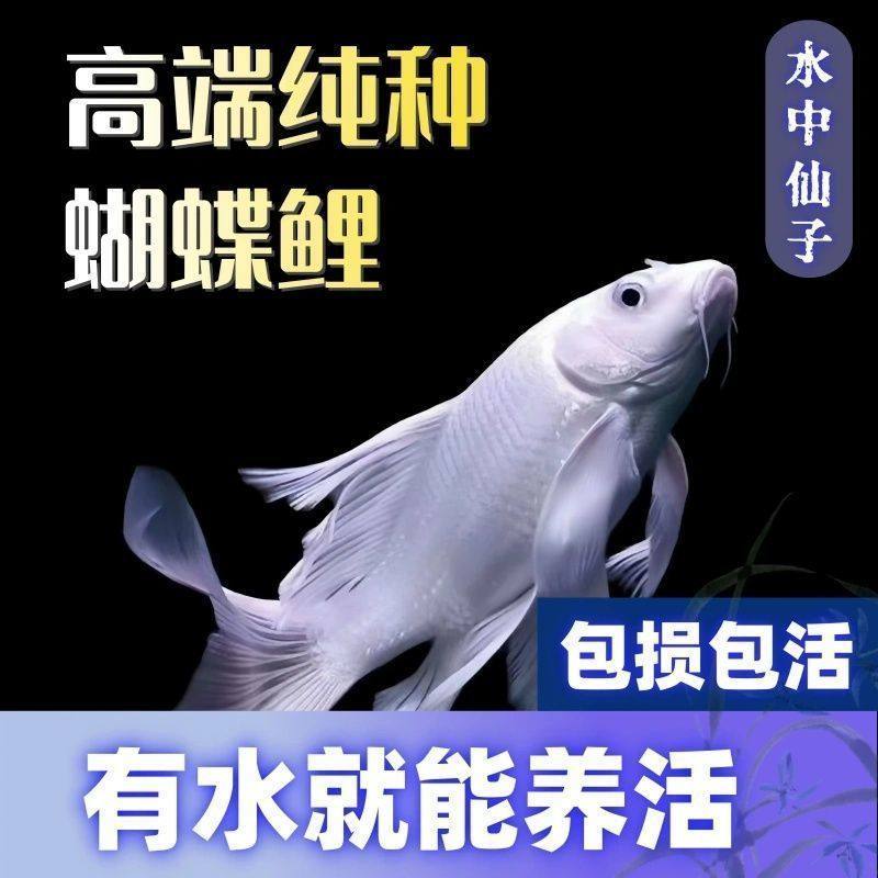 纯种普身蝴蝶锦鲤贵妃白金鲤鱼鱼苗观赏长尾龙凤冷水观赏鱼好养,宠物/宠物食品及用品,鱼,淘宝优惠券,粉丝福利购,淘宝优惠卷