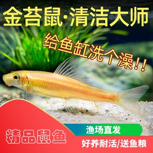 青苔鼠金苔鼠鱼底栖鱼除藻工具鱼清道夫孔雀鱼热带鱼观赏鱼清洁鱼