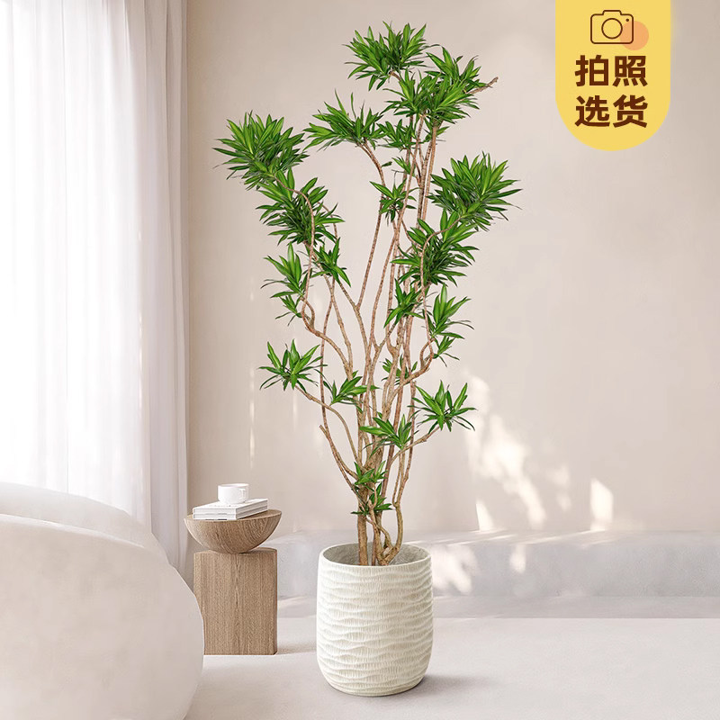 金心百合竹真绿植室内大盆栽客厅家庭大型植物好养老桩网红轻奢,鲜花速递/花卉仿真/绿植园艺,大型绿植/成品组合盆栽,淘宝优惠券,粉丝福利购,淘宝优惠卷