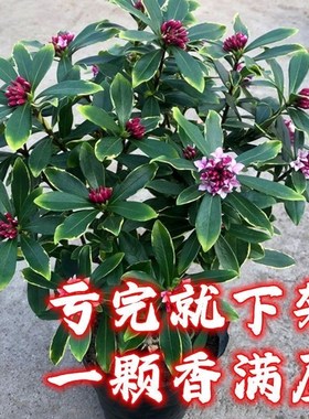 金边瑞香 别墅庭院花园花镜绿植绿化带造景四季不落叶