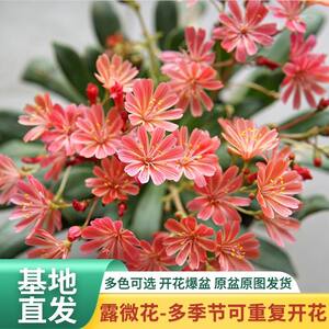 盆栽阳台露薇花四季开花