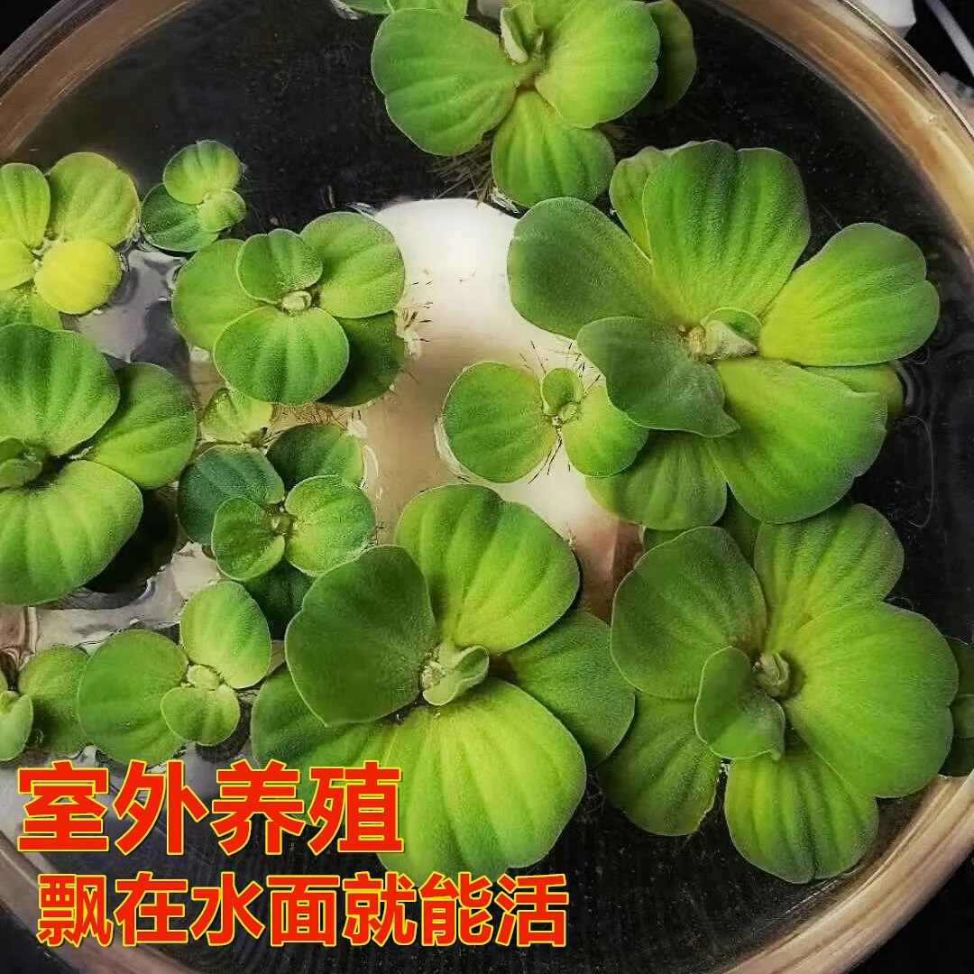 懒人盆栽水生植物水芙蓉水葫芦水浮莲水草养虾养龟鱼池用品造景