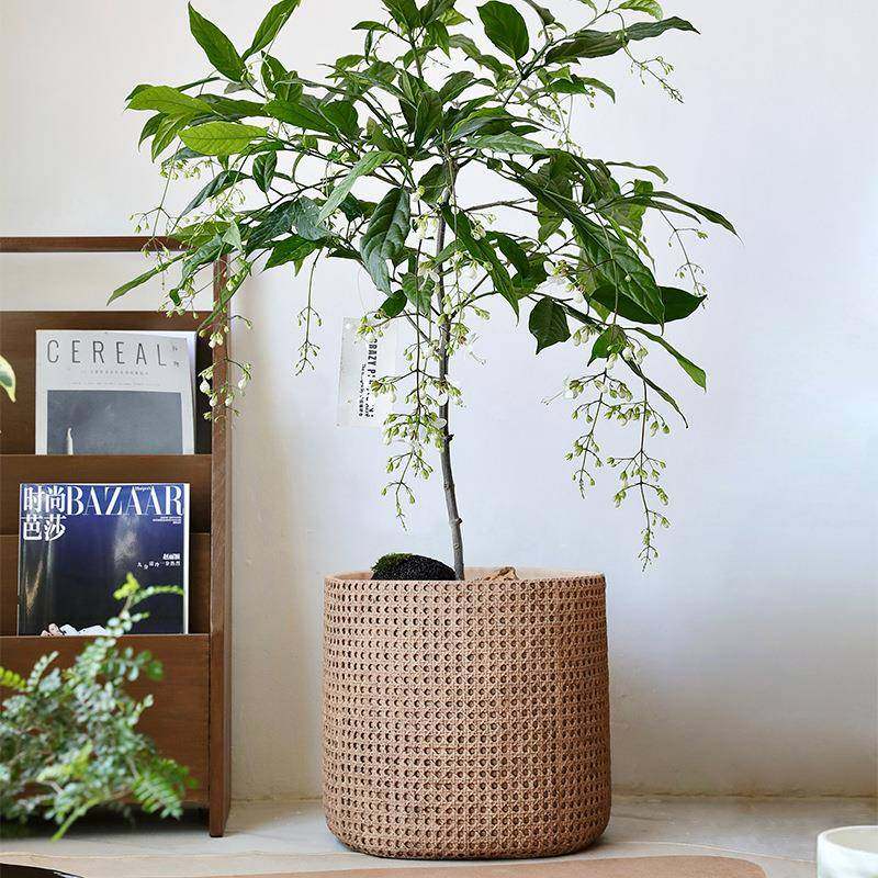 大口径北欧复古编织篮水泥混凝土庭院阳台客厅落地大花盆带托盘,家居饰品,花盆,淘宝优惠券,粉丝福利购,淘宝优惠卷