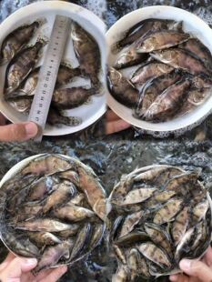 桂花鱼苗鳜鱼苗15公分淡水活体凶猛翘嘴鳜大眼鳜红纹鳜杂交斑桂鱼