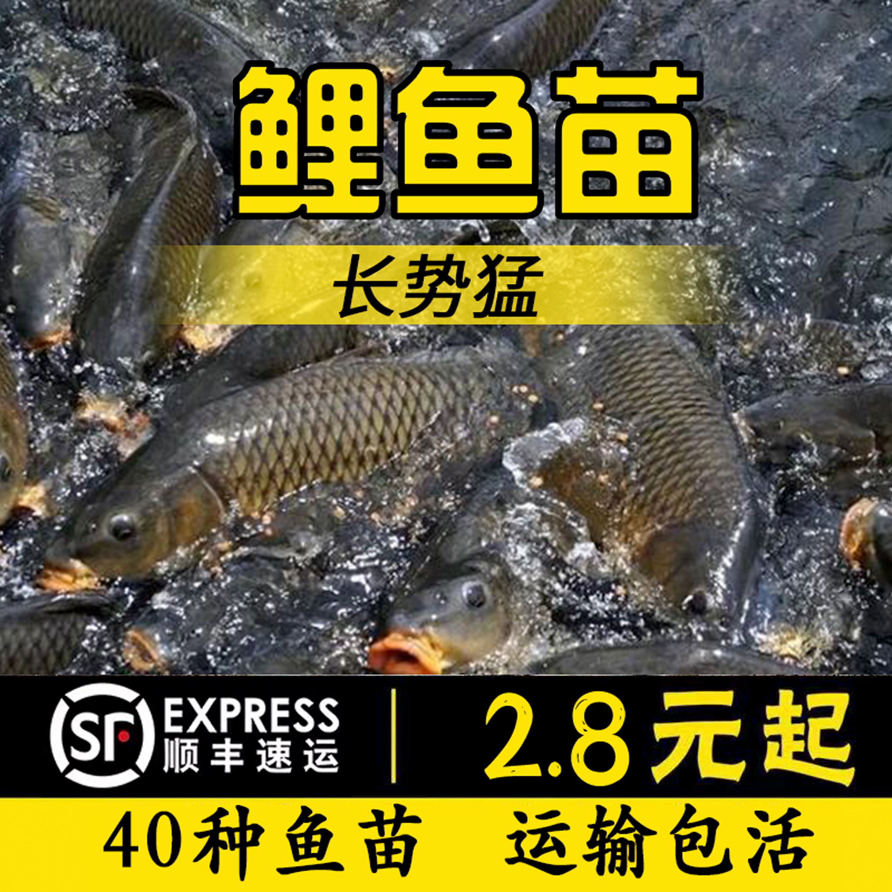 黑鲤鱼苗大全草鱼皖鱼花白鲢鱼饲料螺丝青鱼活体本地淡水养殖食用图片