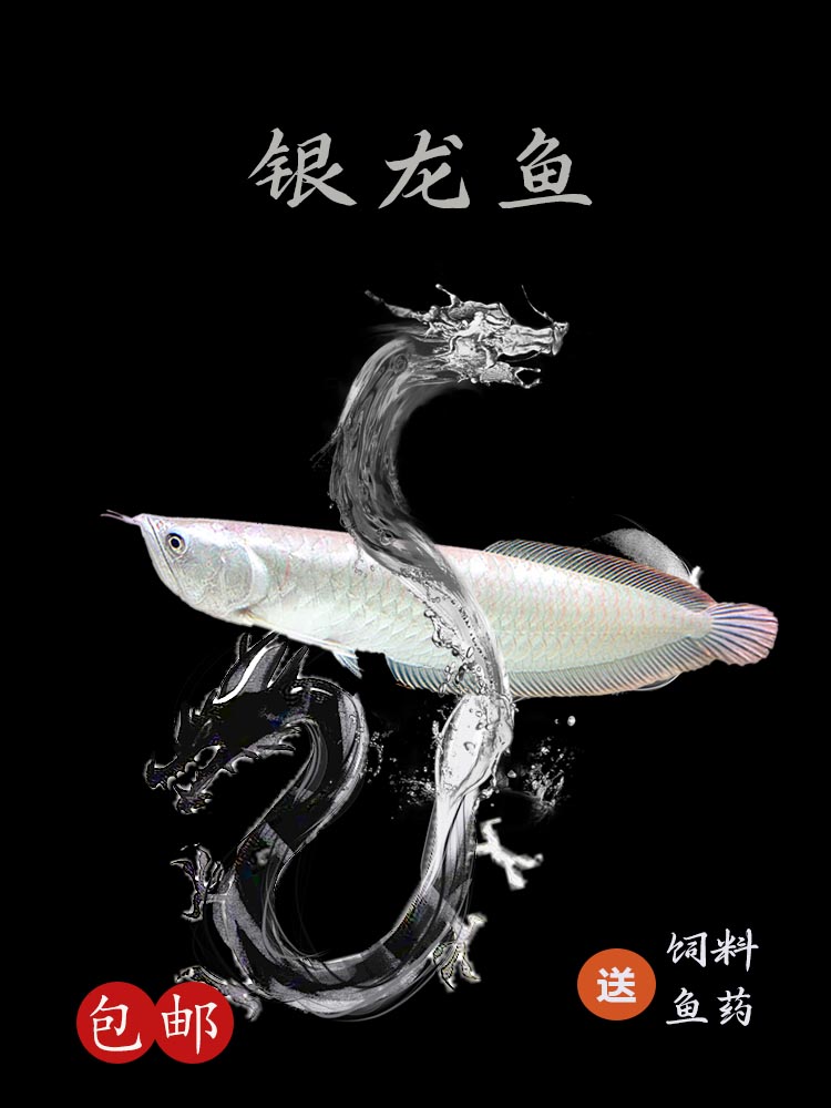 热带观赏鱼银龙鱼活体鱼苗鹦鹉地图淡水大型招财猫鱼套餐七彩黄化图片